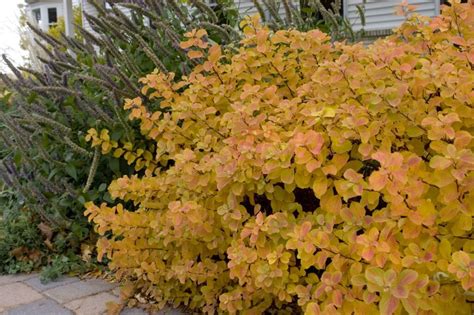 Tor Birchleaf Spirea Plant Something Montana