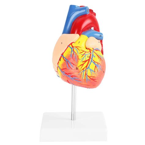 Buy Anatomical Heart Model, Human Heart Anatomy Model – 2 Part Heart Models Anatomy Life Size ...