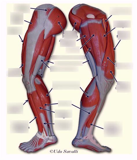 Lower Extremity Diagram Quizlet