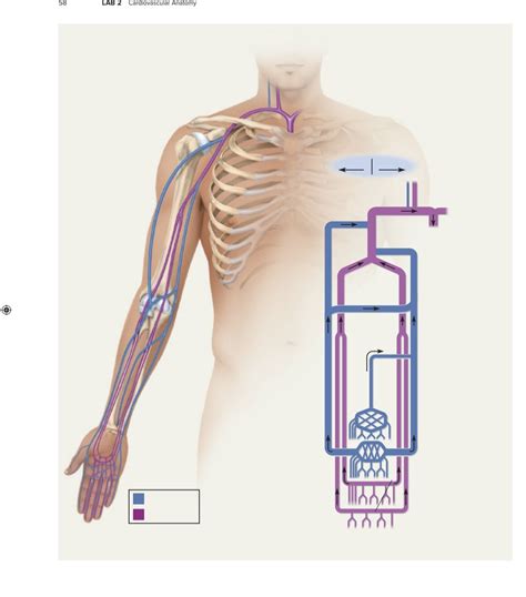 Veins Of The Upper Limb Diagram Quizlet