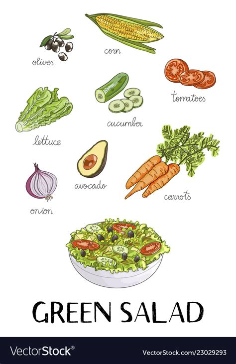 Hand drawn green salad ingredients Royalty Free Vector Image