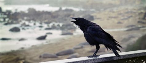 What are the names of Odin's ravens in Norse mythology?