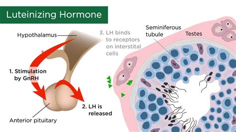 Male Sex Hormones YouTube