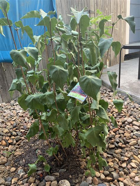 Lilac dying? : gardening