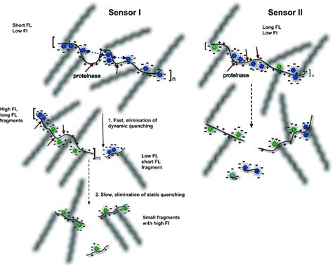 Schematic Showing Hypothetical Mechanisms Of Sensor Proteolysis That