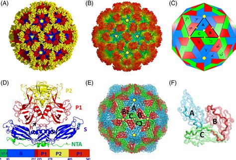 1.1 Structural organization of the NoV and animal calicivirus capsids.... | Download Scientific ...