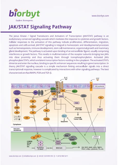 Jakstat 信号通路 知乎