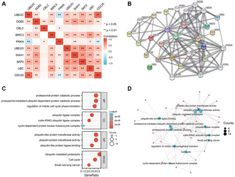 Identification And Validation Of Ubiquitin Proteasome System Related