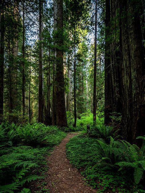 A Path in the Redwood Forest Photograph by Harold Rau - Fine Art America