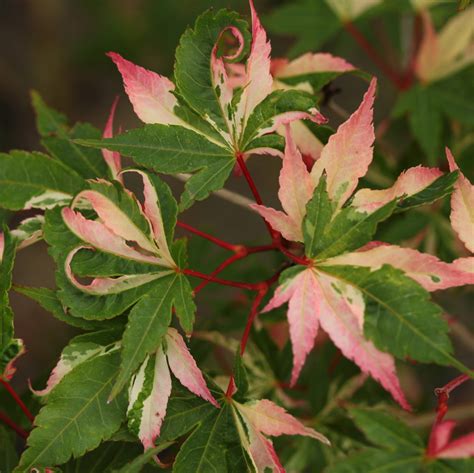 Acer Palmatum Asahi Zuru Kiefer Nursery Trees Shrubs Perennials