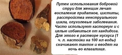 Струя бобра — лечебные свойства, противопоказания и как принимать