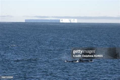 Orca Antarctica Photos and Premium High Res Pictures - Getty Images