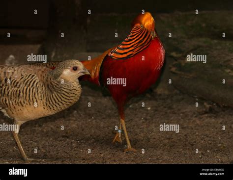 Masked male Golden Pheasant or Chinese Pheasant (Chrysolophus pictus ...