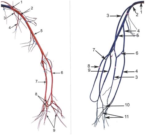 Wire Artery And Veins Arm Diagram Quizlet