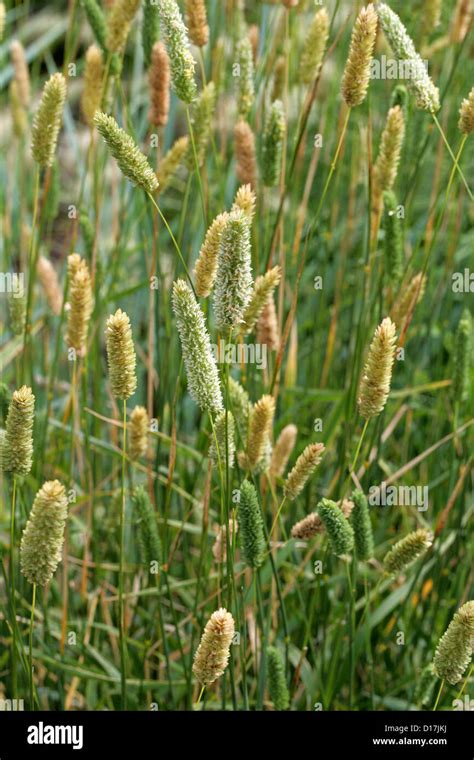 Phalaris Aquatica