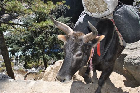 Yak In The Himalayas. Free Stock Photo - Public Domain Pictures