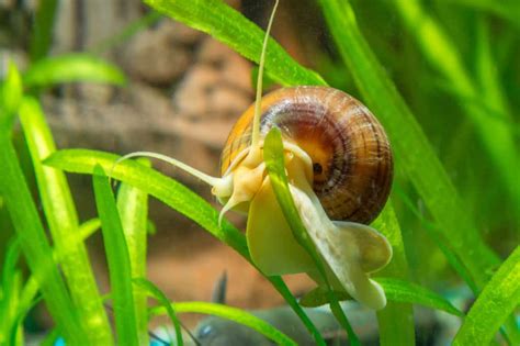 Mystery Snails Pomacea Bridgesii Care Sheet Aquariadise