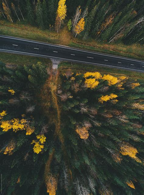 "Aerial View Of A Pine Forest During Fall Season" by Stocksy ...