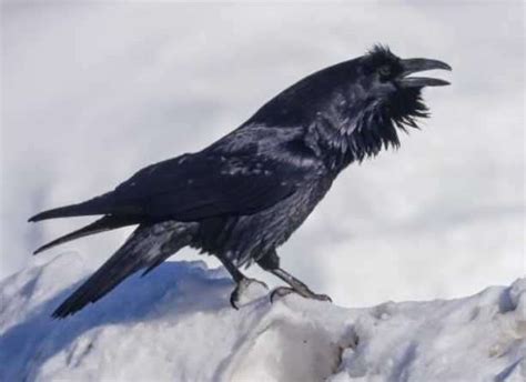 Making sense of raven talk - Alaska Native News