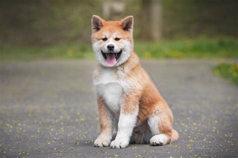 13 Vet-Verified Akita Facts That You'll Love to Know – Dogster