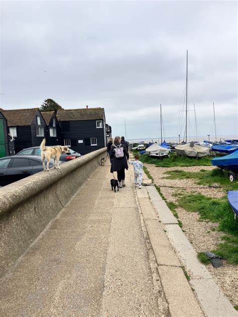 How Dog-Friendly Is Whitstable Beach in the UK? - WanderWisdom