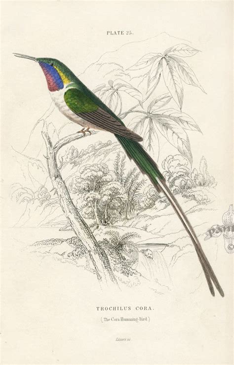 Jardine S Naturalist Library Hummingbirds 1833