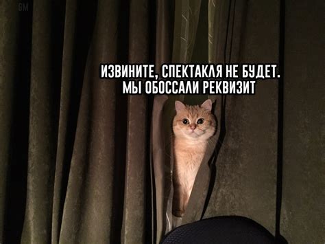 кот спектакля не будет обосцали реквизит — Postimages