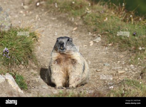 alpine marmot, alpine marmots Stock Photo - Alamy