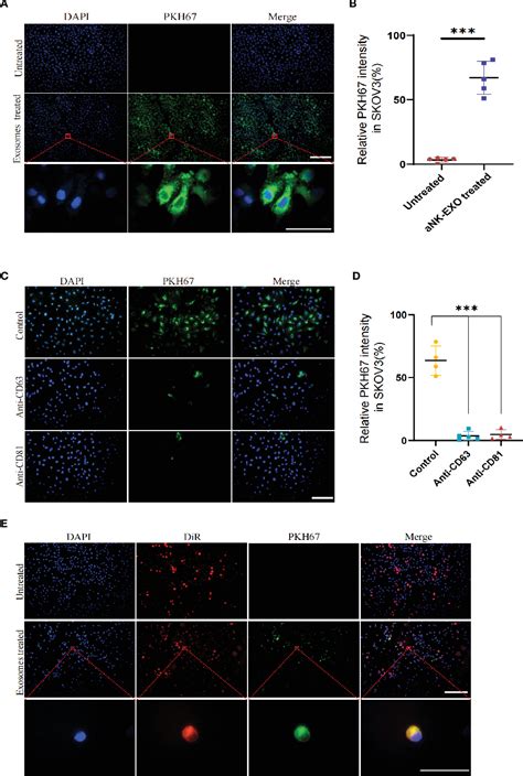 Figure 3 From Nk Cell Derived Exosomes Enhance The Anti Tumor Effects