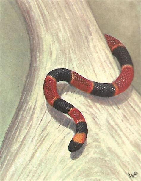 Harlequin or Coral Snake | Nature paintings, Coral snake, Nature