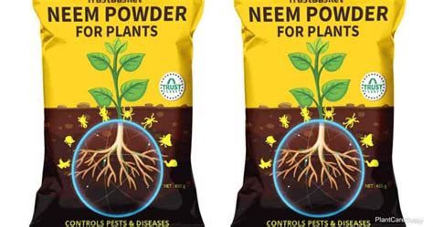 Neem Powder On Plants: How To Use It For Plant Pest Control