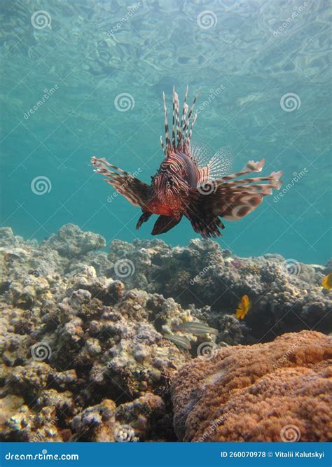 Lion Fish In The Red Sea In Clear Blue Water Hunting For Food Stock