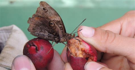 Borboleta Coruja Tropical 93793 Biofaces Bring Nature Closer