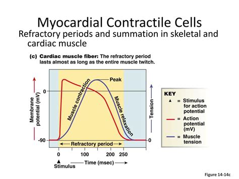 PPT - CARDIAC ACTION POTENTIAL PowerPoint Presentation, free download - ID:2671566