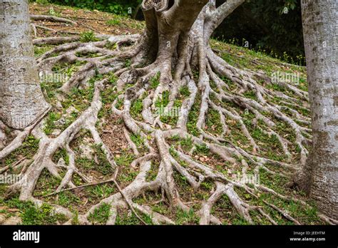 A Sprawling Tree Root In The Gardens Of Shikinaen Located On A Small