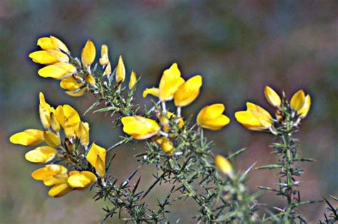 traditional uses of gorse | everyday nature trails