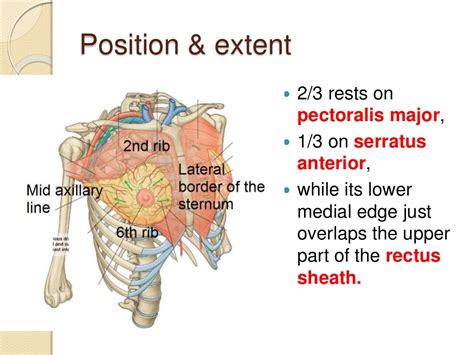 Anatomy Of The Breast