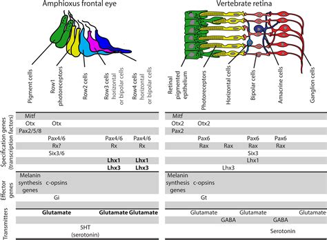 Frontiers Molecular Fingerprint Of Amphioxus Frontal Eye Illuminates The Evolution Of