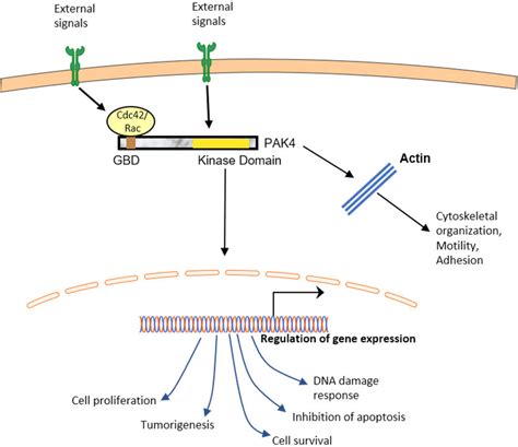 The Role Of PAK4 In Cell Signaling External Signals Initiate The