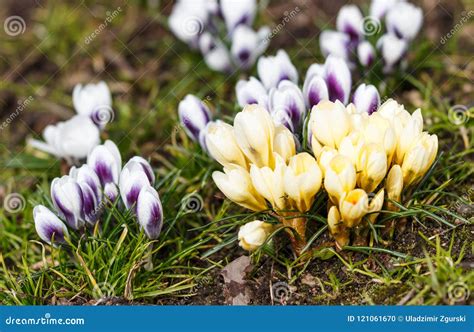 Purple and Yellow Crocuses Germinate in the Spring in the Garde Stock ...