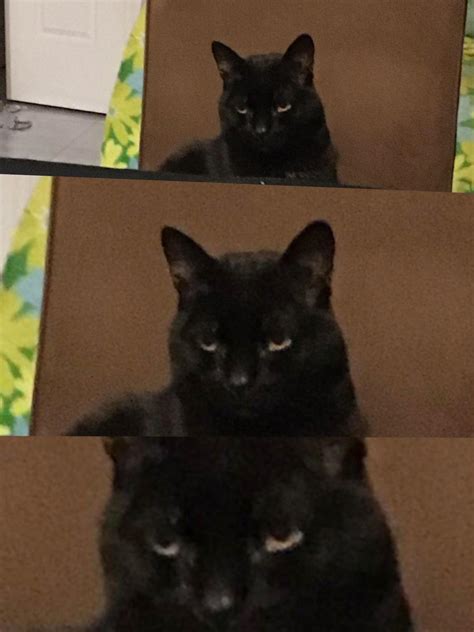 Invest In My Cat And Immortalise His Judgemental Stare Rmemeeconomy