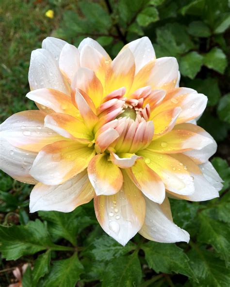 Dahlia Seattle Tubers — Buy Online At Farmer Gracy Uk