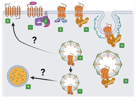 The LPA3 Receptor | Encyclopedia MDPI