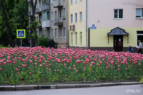 На оформление Великого Новгорода цветами в 2022 году потратят 8 ...