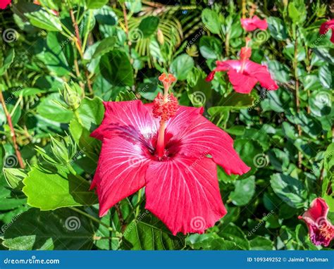 Flores Rosadas Del Hibisco Foto De Archivo Imagen De Arbusto