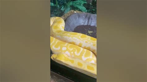 🐍burmese Python Snakes Are Everywhere And Can Be In Any Form Have You