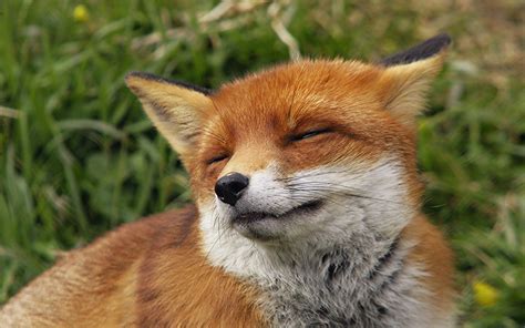 Fox wallpaper | 1920x1200 | #46189