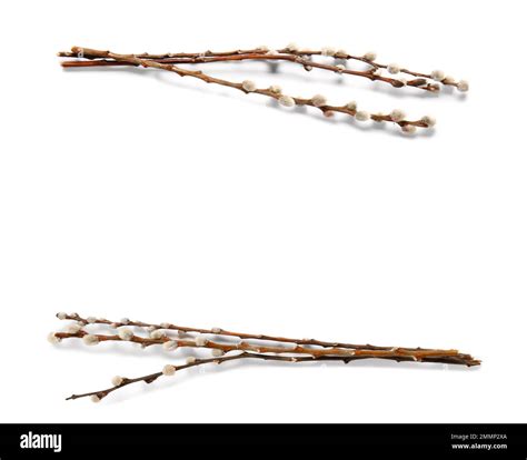 Pussy Willow Branches Isolated On White Background Stock Photo Alamy