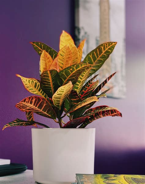 10 Indoor Plants With Colorful Leaves