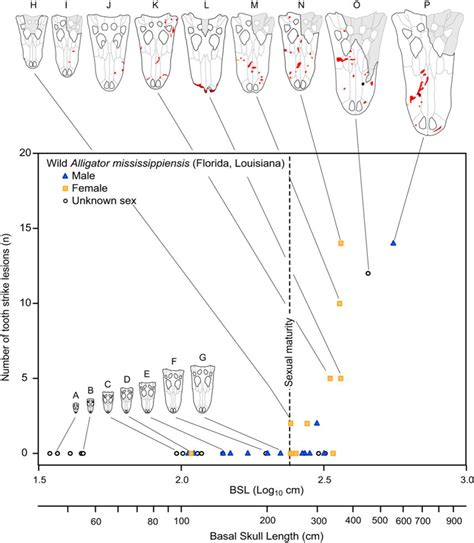 Intraspecific Facial Bite Marks In Tyrannosaurids Provide Insight Into Sexual Maturity And